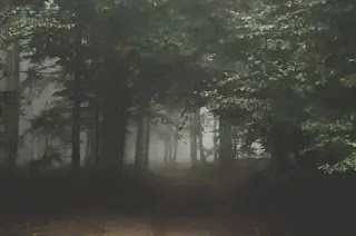 霧がかった森